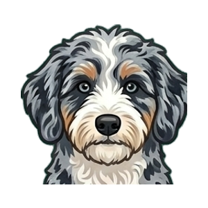 Illustration of a Aussiedoodle