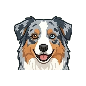 Illustration of a Australian Shepherd