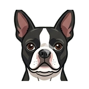 Illustration of a Boston Terrier