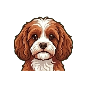 Illustration of a Cavapoo