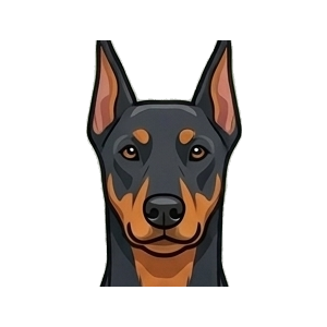 Illustration of a Doberman Pinscher